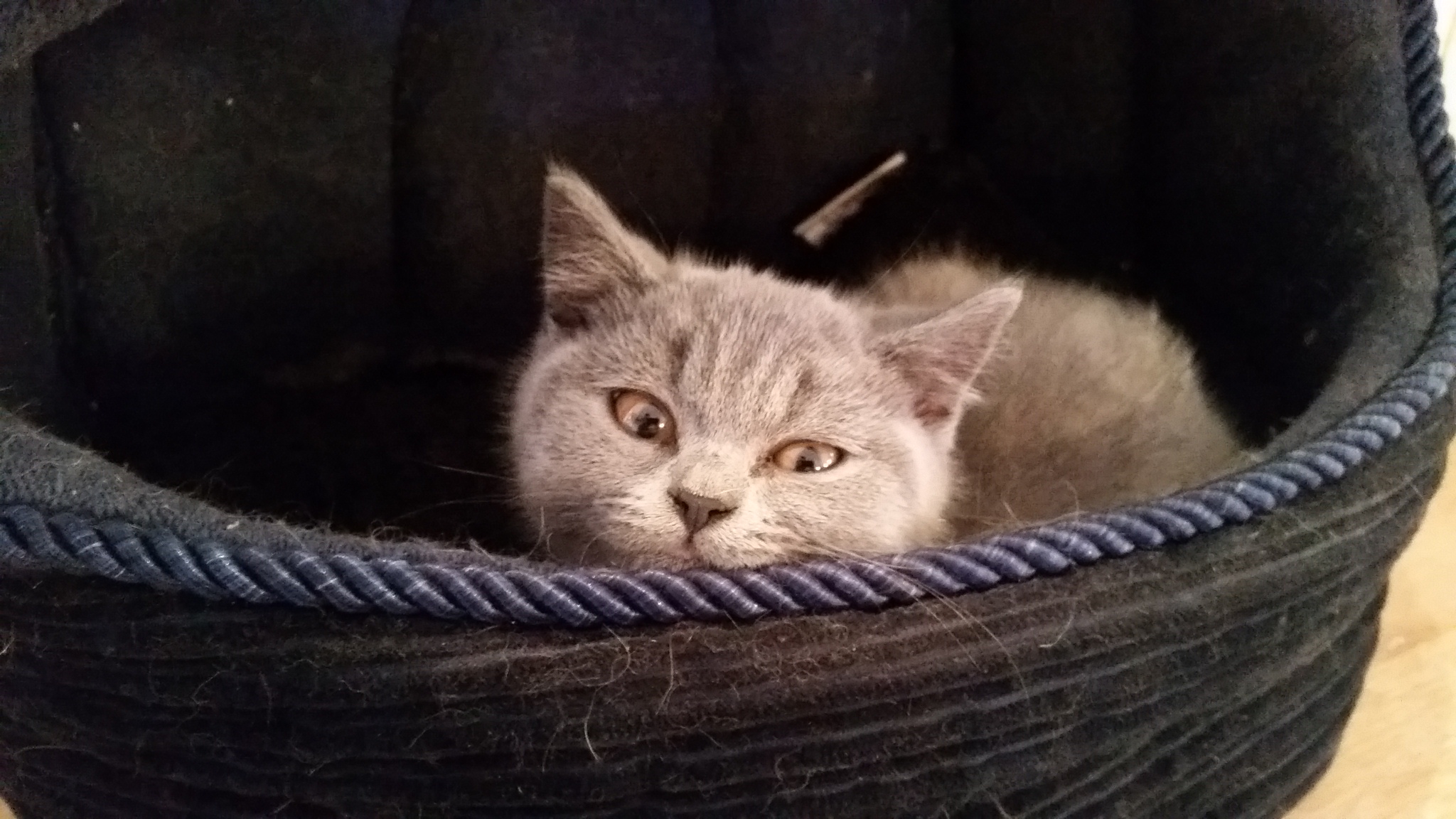 Oakdene Cattery kitten